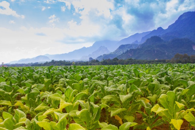 Tobacco plant field