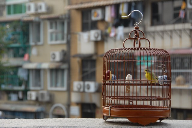 domesticated bird in a cage