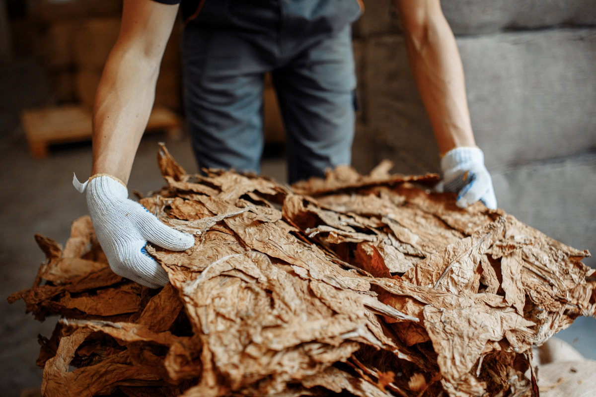 is eating tobacco leaves bad dangerous for my garden? Three key steps from tobacco
