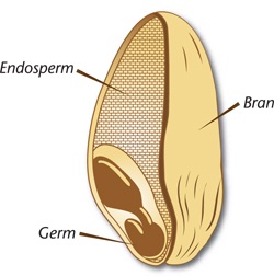 Parts of a Whole Grain: Bran, Endosperm and Germ