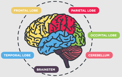 Brainpartslabel.png