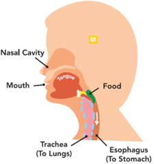 Swallowing_P1_NormalSwallowing.png