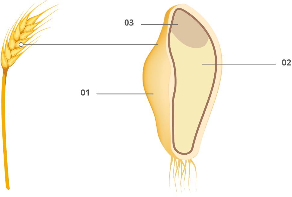 What are wholegrains?