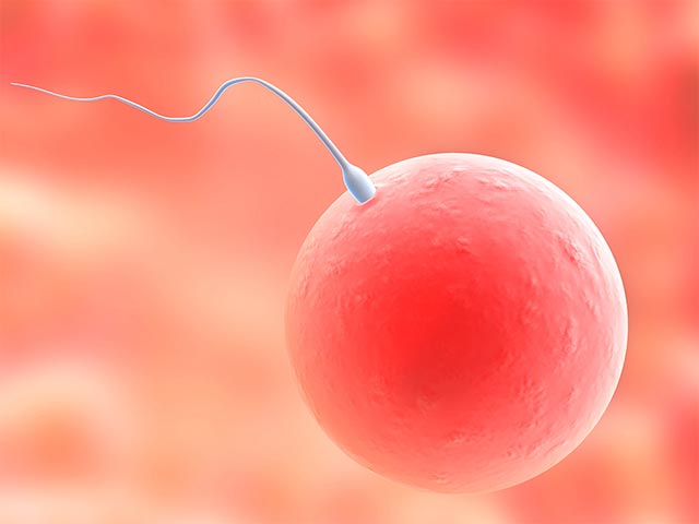 graphic of a sperm penetrating an egg