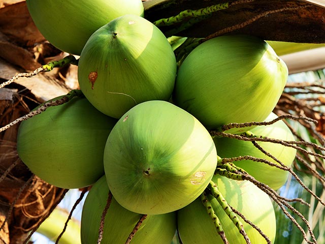 coconut