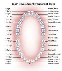 Different parts of teeth have different functions