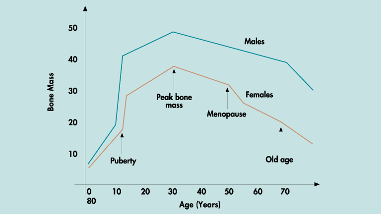 As you grow older bone mineral density decreases.