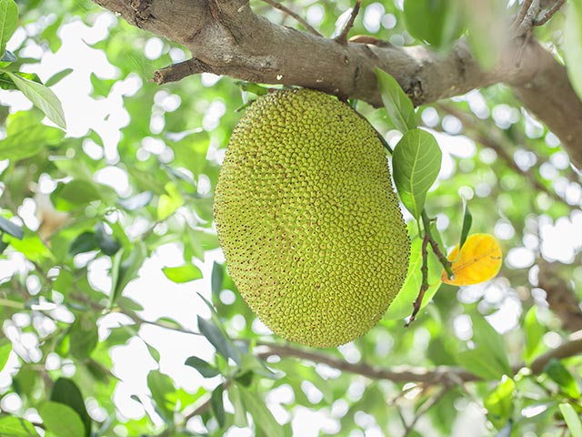 jackfruit