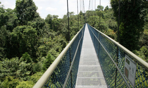 where to go during school holidays: MacRitchie Tree Top Walk