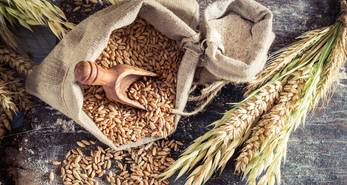 Whole Grains—The Wise Choice!