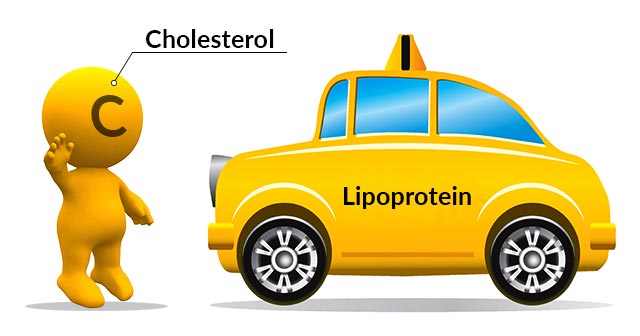 Cholesterol and Lipoprotein