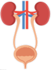 BladderBowel_P1_Complication_bladder organs.png