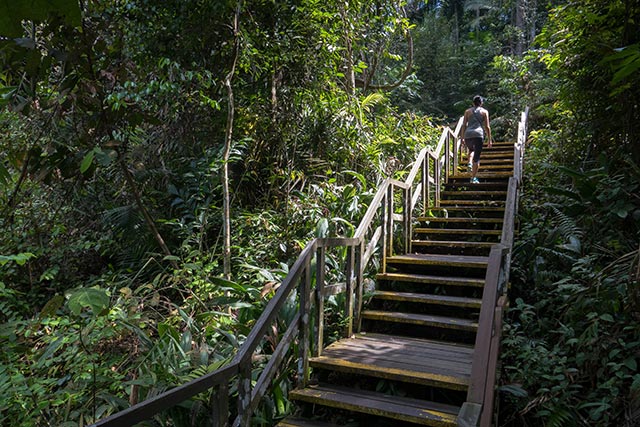 picture of a flight of wooden stairs in the MacRitchie treetop walk in Singapore