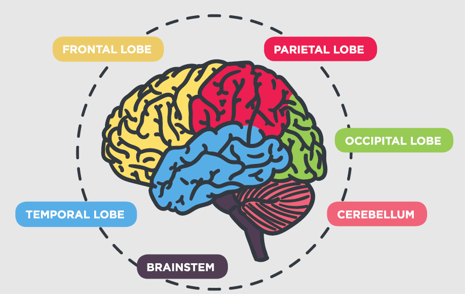 Stroke can occur in different parts of the brain