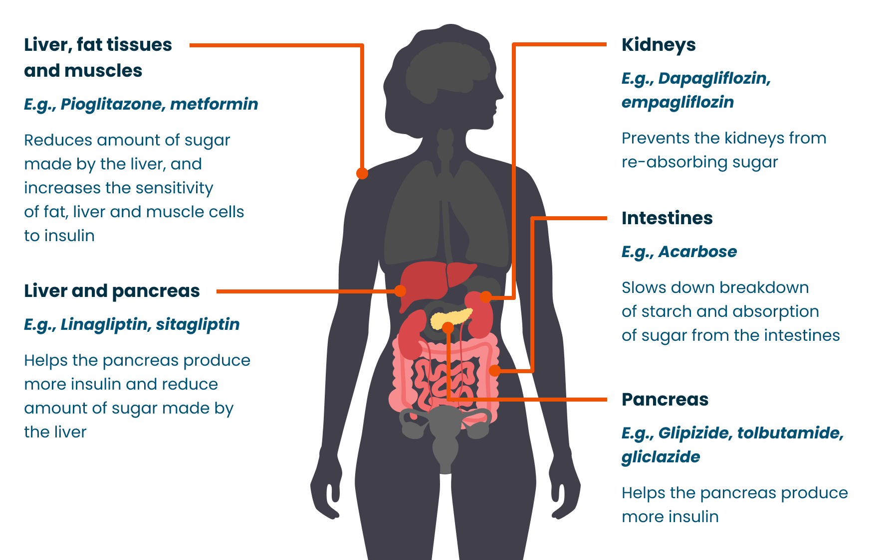 Medications work in different ways on different body parts