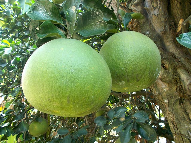pomelo fruit on a tree