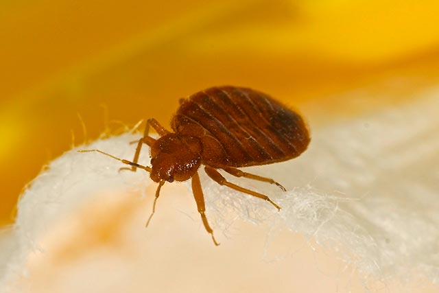 Bed bugs are flat, oval-shaped insects