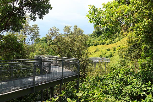 picture of a wooden bridge path amongst treetop canopies