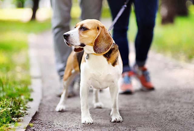 Walking the dog can be a great walking exercise for keeping fit.
