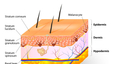 Skin Cosmetic Surgery I