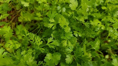 coriander leaves