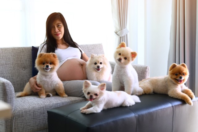 pregnant-woman-with-several-pomeranians