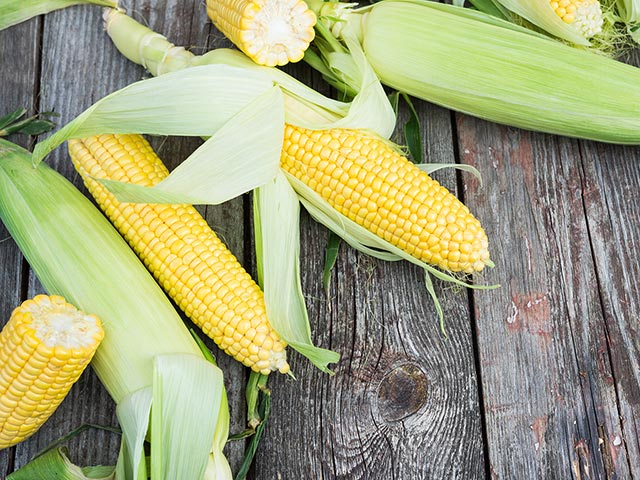 cobs of corn on a table