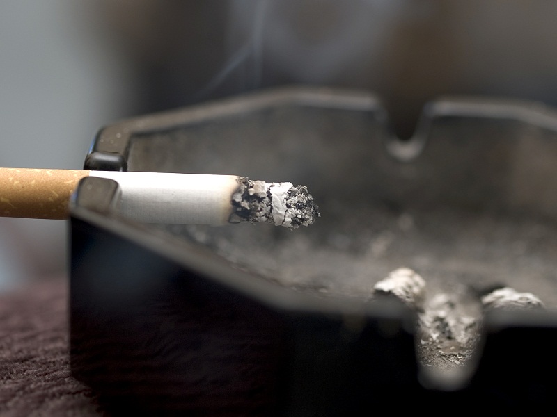 do cigarettes attract bugs Cigarette Beetle