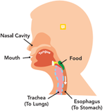 Swallowing_P1_NormalSwallowing.png