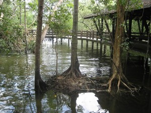 where to go during school holidays: Sungei Buloh Wetland Reserve