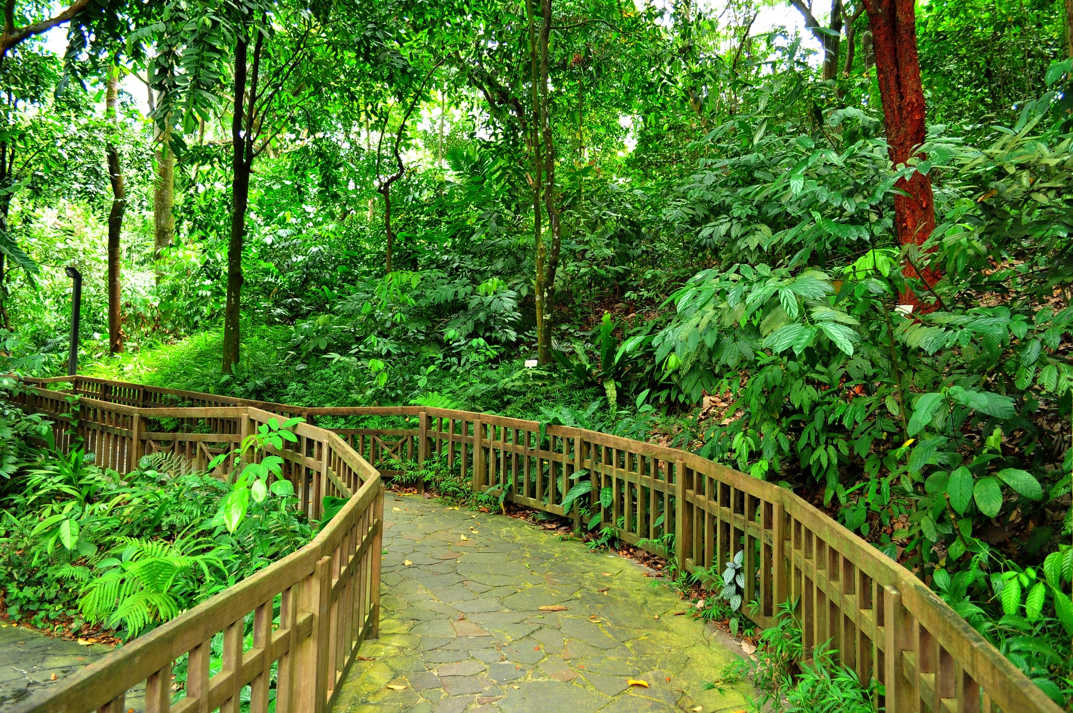Nature walks are one of the more common family activities in Singapore enjoyed by most residents.
