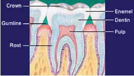 Parts of a tooth