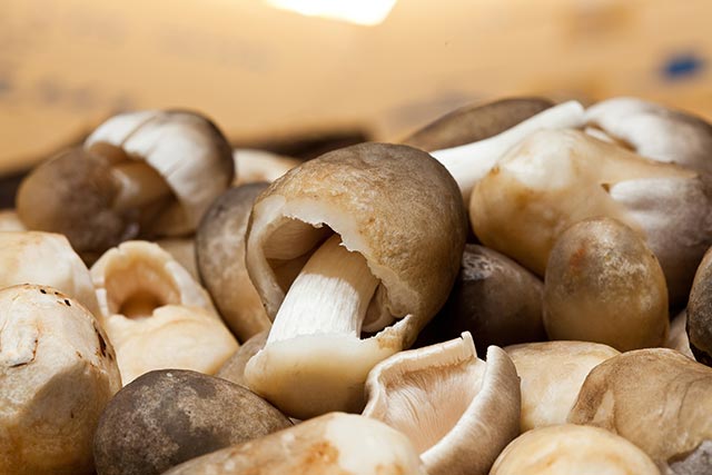 Straw Mushrooms